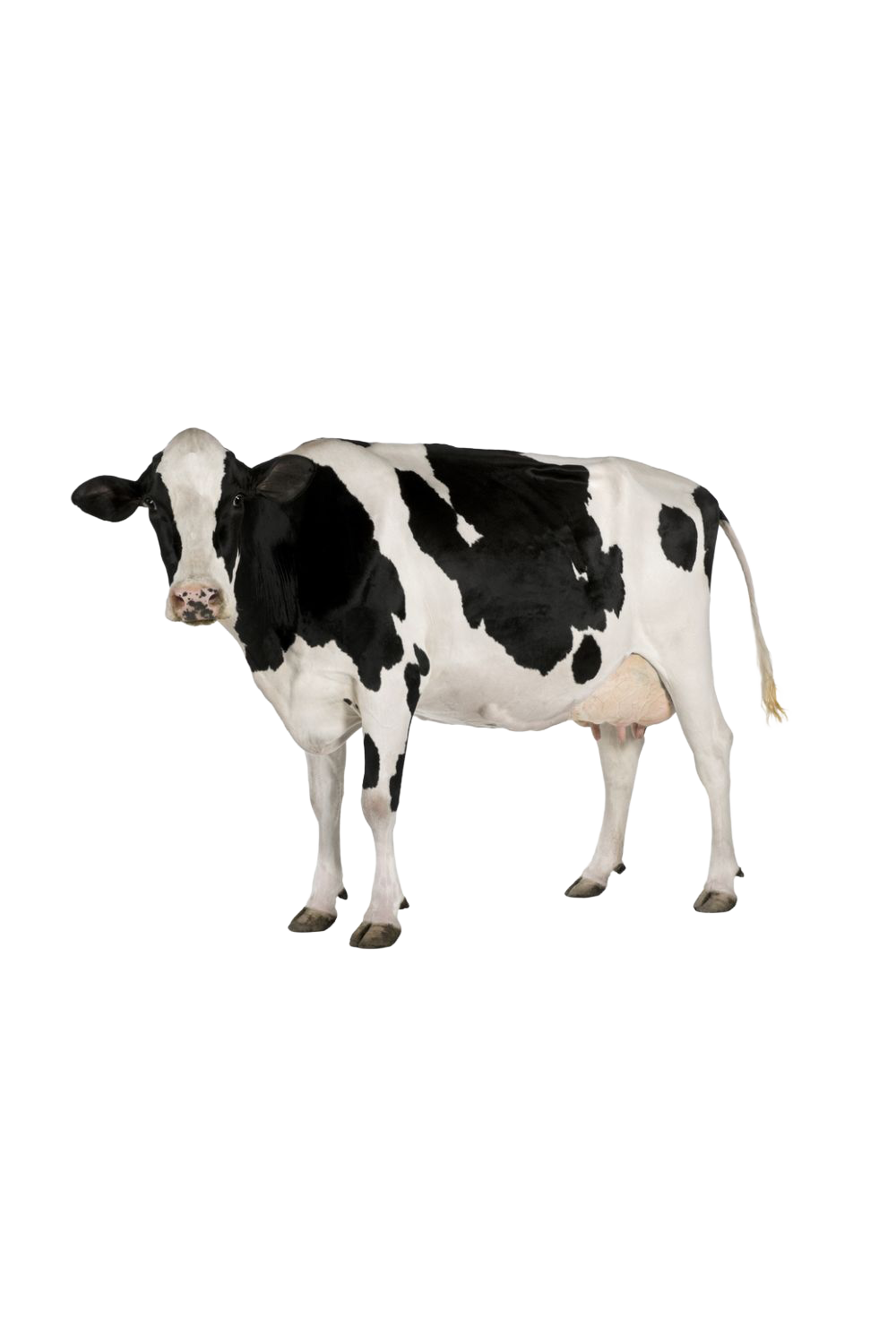 a black and white cow