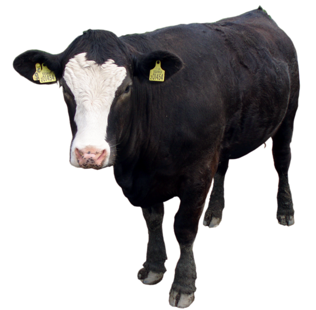 a black cow facing the camera
