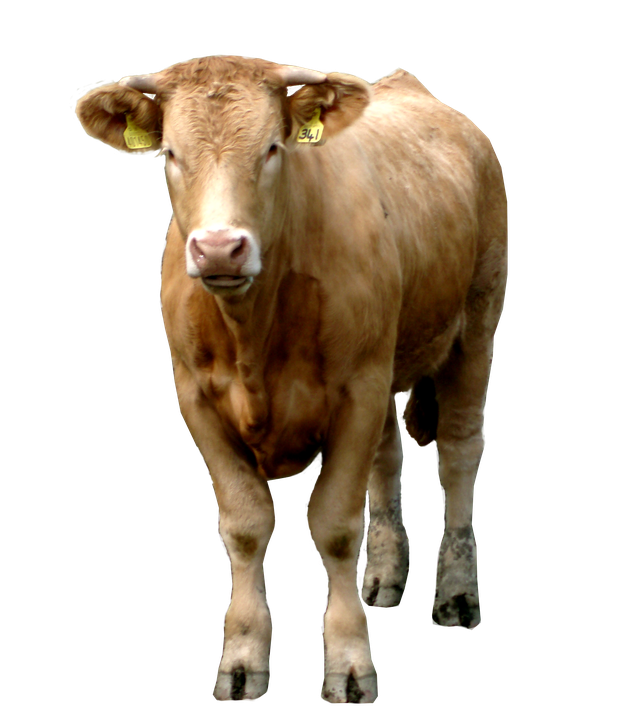 a brown cow facing the camera