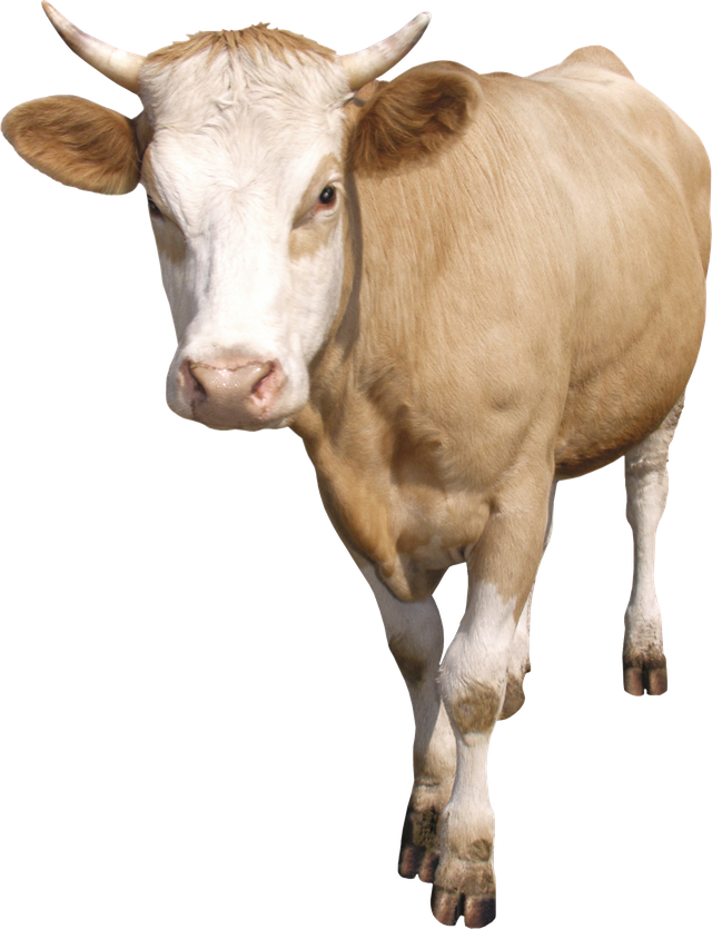 a cream cow facing the camera