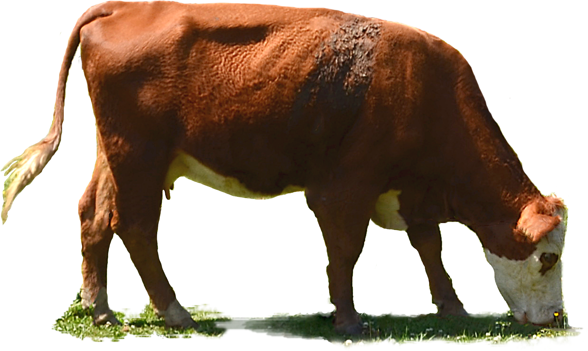 a grazing cow