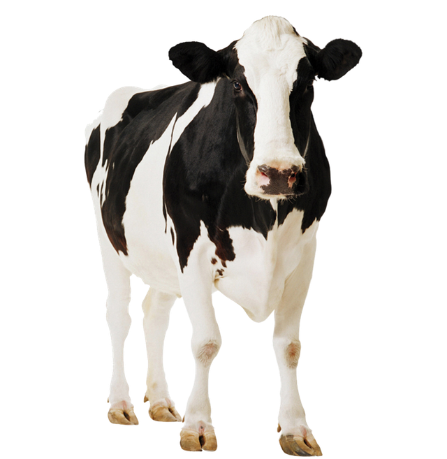 a cow facing the camera
