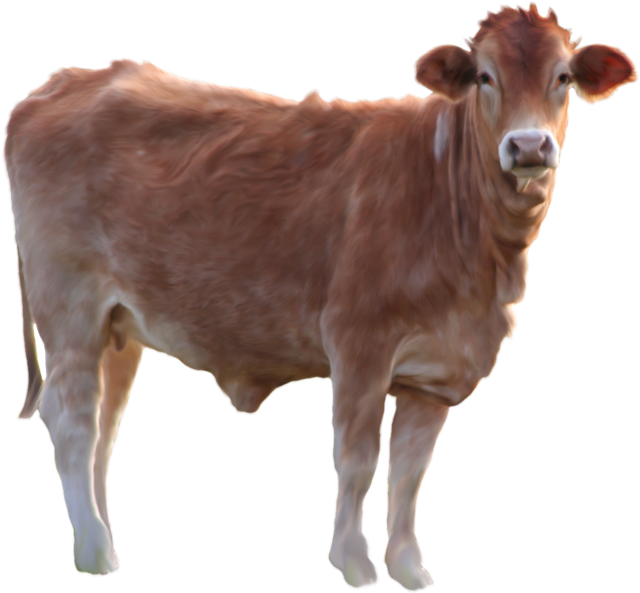 a red jersey cow