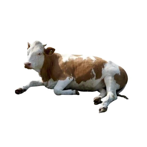 a resting cow