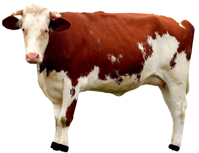 a red and white cow