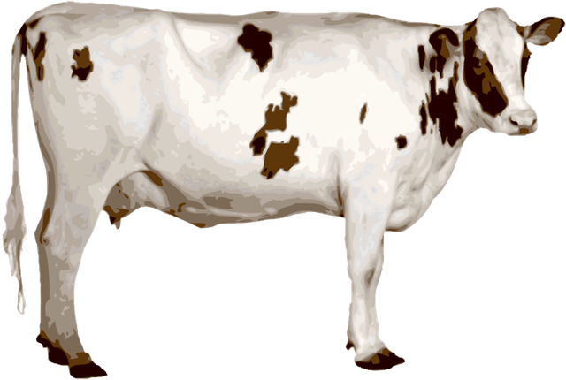 a white cow with brown patches